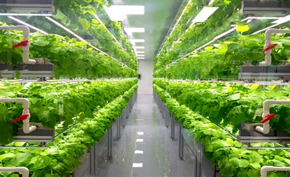 Kuwait Inaugurates Its First Large-Scale Indoor Vertical Farm